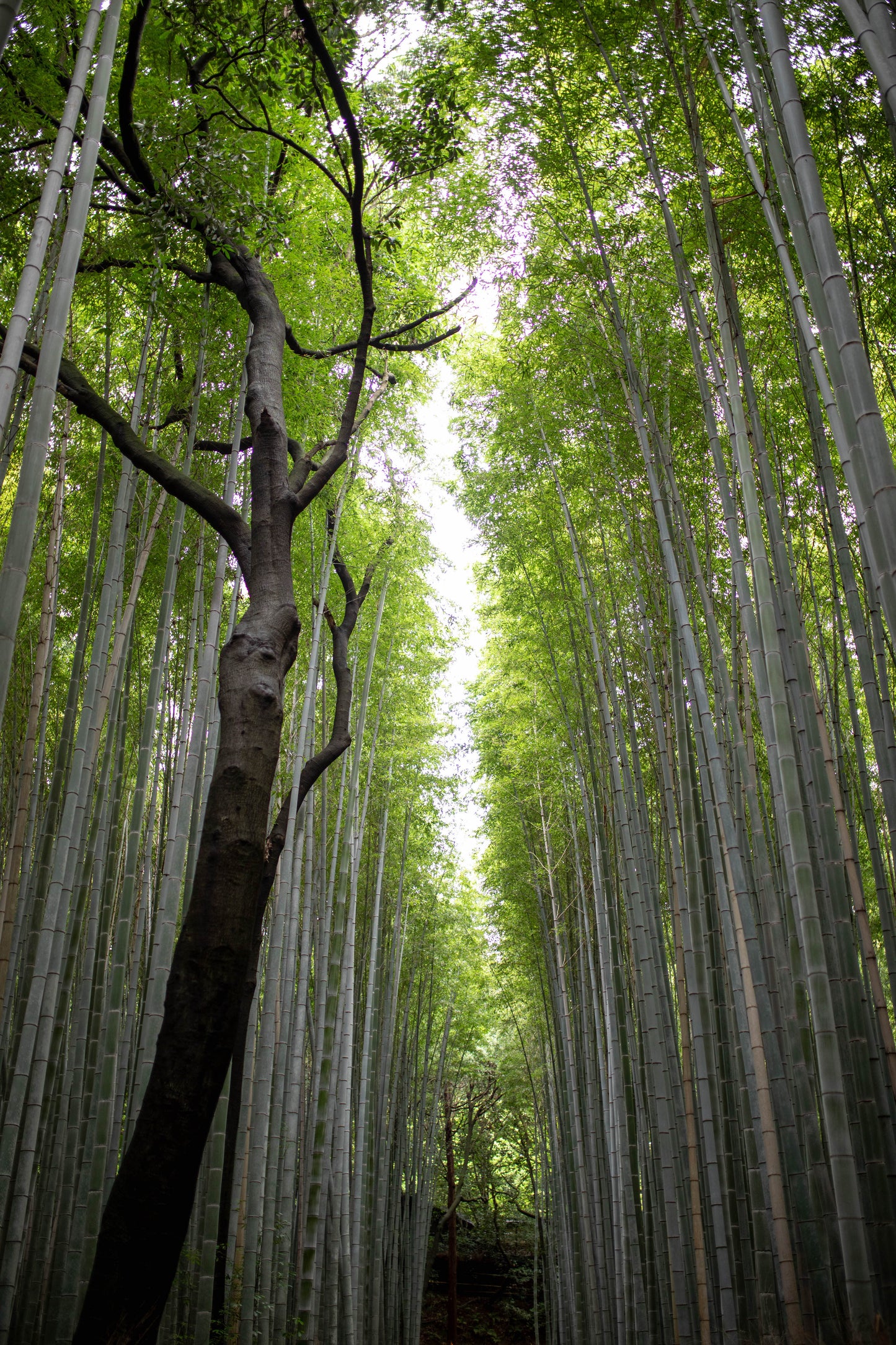 Arashiyama Bamboo Forest Photography Print